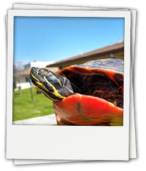 Where to Donate a Red Eared Slider Turtles Ventura County? 2