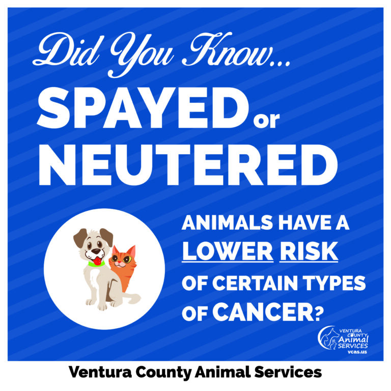 Spayed or Neutered Animals Have a Lower Risk of Certain Types of Cancer