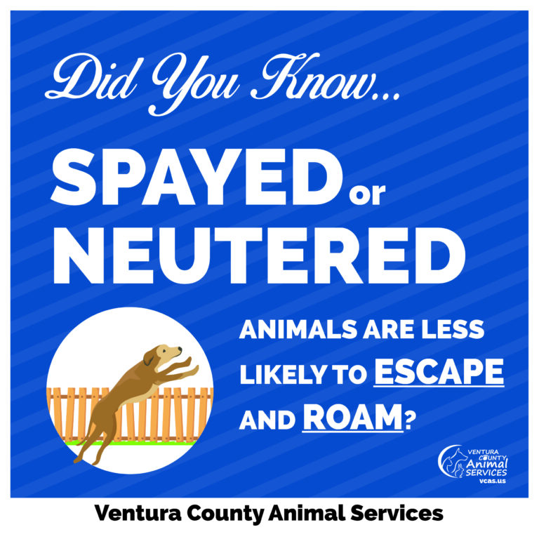 Spayed or Neutered Animals are Less Likely to Escape and Roam